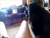 Homemade movie of a dog licking his dominant